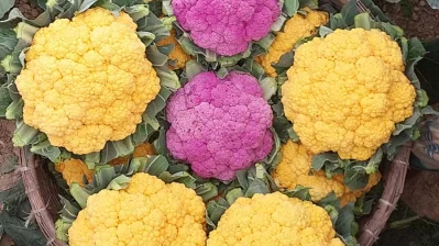 রঙিন ফুলকপি/ঢাকা ট্রিবিউন