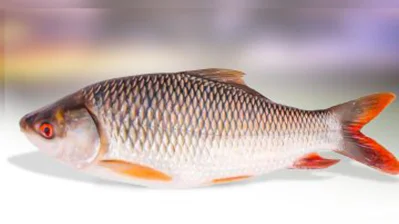 রুই মাছ/সংগৃহীত