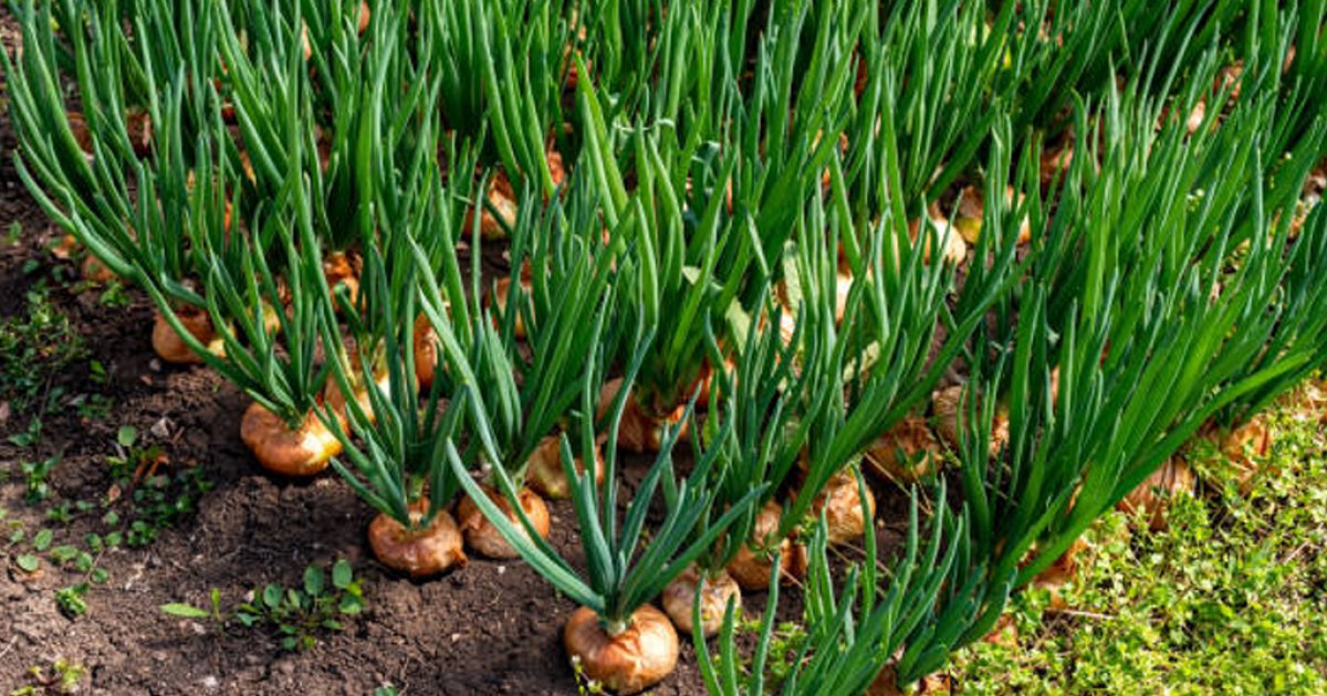 কেউ তুলছেন অপরিপক্ক পেঁয়াজ, কোথাও রাত জেগে খেত পাহারা