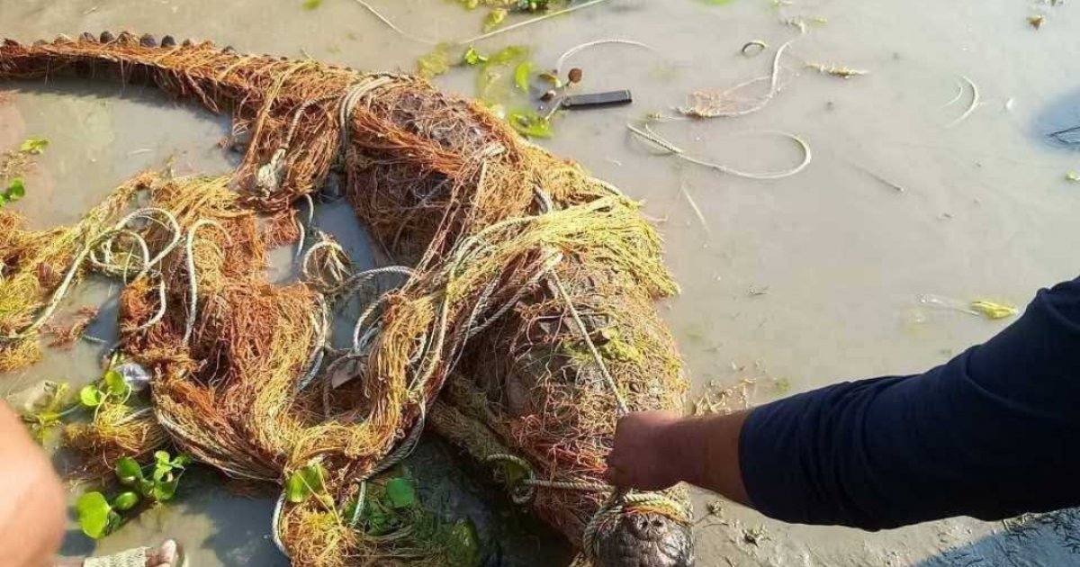 পদ্মায় জেলের জালে ধরা পড়ল বিশালাকৃতির কুমির