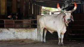 করোনাভাইরাস রুখতে &lsquo;গোমূত্র পার্টি&rsquo;!