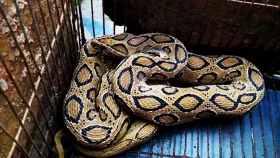 এবার কুয়াতে পাওয়া গেল বিষধর রাসেল ভাইপার