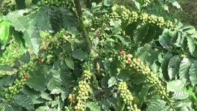 মধুপুর বনে কফি চাষে সাফল্য