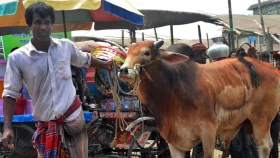 বাংলাদেশে একটি গরুর দামে ভারতে কেনা যাচ্ছে দুটি