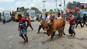 কোরবানির পশু জবাইয়ের নিয়ম ও দোয়া