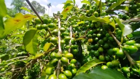 মধুপুরের কফি মেটাবে তৃষ্ণা, ফোটাবে হাসি