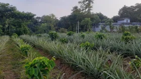সিলেটের পরবর্তী &lsquo;সিগনেচার পণ্য&rsquo; হতে যাচ্ছে কফি