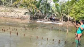 সুন্দরবন উপকূলে কৃষকদের স্বপ্ন দেখাচ্ছে ‘শৈবাল’