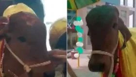 রেস্তোরাঁ উদ্বোধন করলো গরু