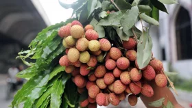 অপরিপক্ক লিচু খেলে যেসব সমস্যা হতে পারে