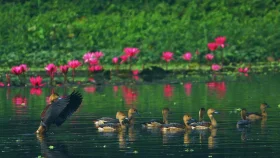 জাবিতে অতীত হওয়ার পথে অতিথি পাখি