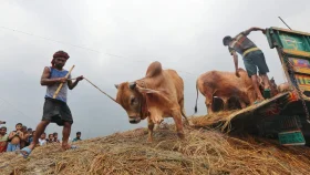 পশুর যেসব ত্রুটি থাকলে কোরবানি কবুল হবে না