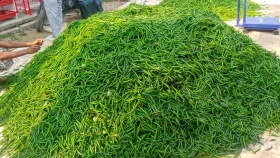বাণিজ্যমন্ত্রী: কাঁচা মরিচের দাম কেন বাড়ছে তা আমার জানার কথা নয়