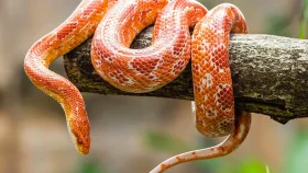 সাপ নিয়ে প্রচলিত যত ভুল ধারণা