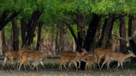 থামছেই না সুন্দরবনের হরিণ শিকার