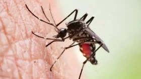 ঘর মোছার পানিতে যা মেশালে মশা প্রবেশ করবে না