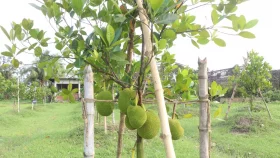 আঠাবিহীন কাঁঠাল, পাওয়া যাবে সারাবছর