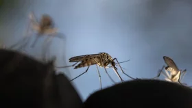 ডেঙ্গু নিয়ে যে ধারণাগুলো সত্যি নয়