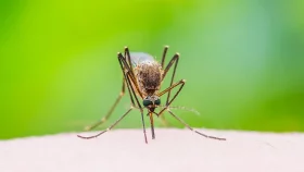 দেশে ডেঙ্গুতে আরও ১০৮ জন আক্রান্ত