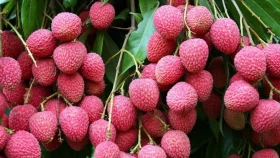 শিশুরা লিচু খাওয়ার সময় সতর্ক থাকুন