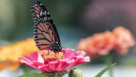 দূষণে হারাচ্ছে ঘ্রাণ, ফুল খুঁজে পাচ্ছে না প্রজাপতি