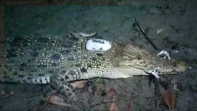 স্যাটেলাইট ট্রান্সমিটার বসিয়ে দুই কুমির সুন্দরবনের নদীতে অবমুক্ত