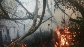 সুন্দরবনের গহীনে আগুন