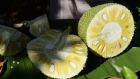 কাঁঠালের বার্গার ও তরকারির সহজ রেসিপি
