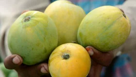 আমের জন্ম হয়েছিল কোথায় জানেন?