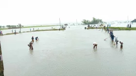 জলোচ্ছ্বাসে ভেসে গেছে ১৬৮ কোটি টাকার মাছ, নিঃস্ব খুলনার চাষিরা