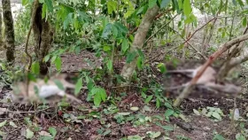 সুন্দরবনে মৃত বন্যপ্রাণীর সংখ্যা বেড়ে  ১১৬