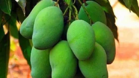কাঁচা আমের এত পুষ্টিগুণ সম্পর্কে জানতেন কি