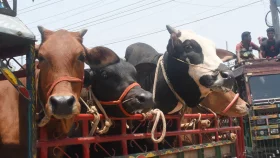 ঈদের সাত দিন ফেরিতে মালবাহী ট্রাক পারাপার বন্ধ থাকবে