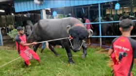 ১,৩০০ কেজির মহিষ ‘পাঠান’