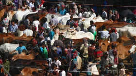 হাইকোর্ট: বনশ্রীর মেরাদিয়ায় এবার কোরবানির পশুর হাট বসানো যাবে না