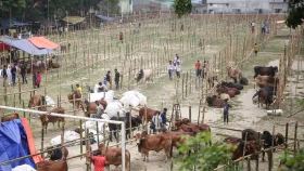 ঢাকায় যেসব জায়গায় বসছে কোরবানির পশুর হাট