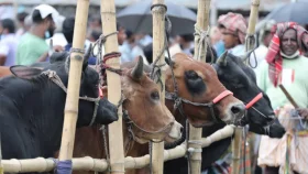 এক হাটের পশু অন্য হাটে নিলে ব্যবস্থা নেবে র&zwj;্যাব