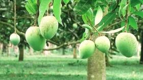 হাঁড়িভাঙা আমের নাম যেভাবে এলো