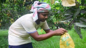 রাজশাহীর আম যাচ্ছে বিদেশে, জনপ্রিয় হচ্ছে &lsquo;ফ্রুট ব্যাগিং&rsquo;