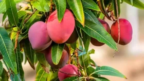 মিয়াজাকি আম কেন এত দামি