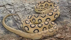 মানুষের বসতি এড়িয়ে চলে রাসেলস ভাইপার