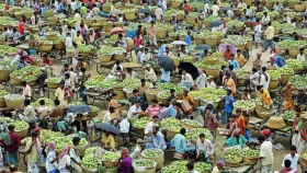 ঘুরে আসুন দেশের বৃহত্তম আমবাজার কানসাট থেকে