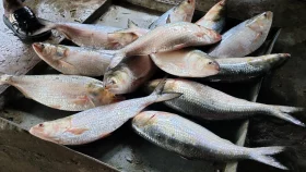 নদীর তাজা ও আসল ইলিশ চিনবেন যেভাবে