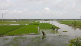 জলবায়ু পরিবর্তনের প্রভাবে হুমকিতে খুলনা অঞ্চলের কৃষি