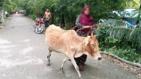 কিস্তির টাকা দিতে না পারায় গরু নিয়ে গেলেন এনজিওকর্মী