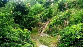 টেকনাফে বন বিভাগের ১৯ শ্রমিক অপহরণ