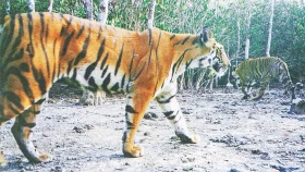 ৬ বছরে সুন্দরবনে বাঘের সংখ্যা বেড়েছে ১১টি