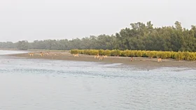 সুন্দরবনে থামছে না হরিণ শিকার