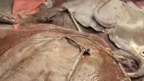 লক্ষ্মীপুরে ধরা পড়লো ৮৪ কেজি ওজনের শাপলা পাতা মাছ