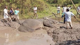 গ্রামবাসীর সহায়তায় ৯ ঘণ্টার চেষ্টায় কাদায় আটকে পড়া হাতি উদ্ধার
